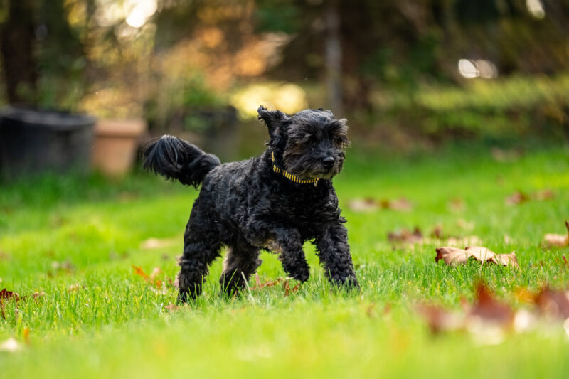 An action shot of a black fluffy dog running in a grassy area. He is wearing a yellow collar.