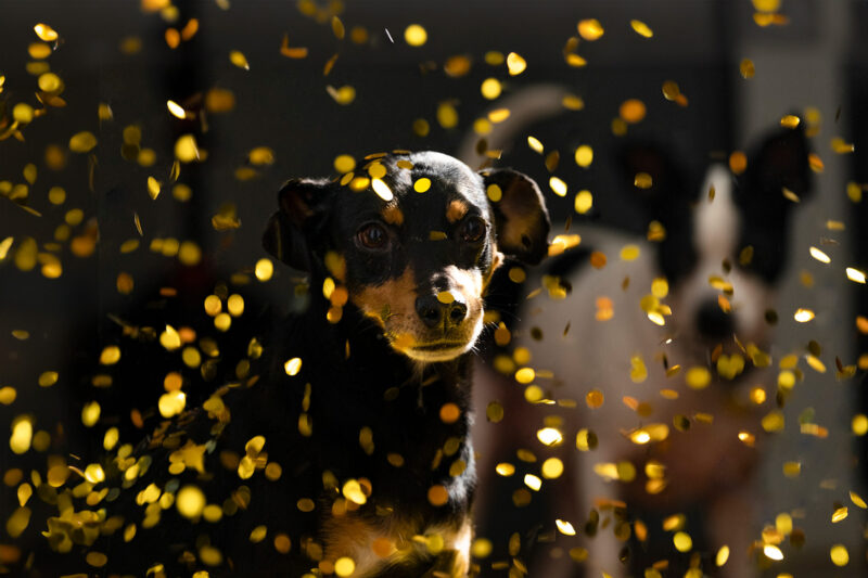 A close up shot of a miniature pinscher in a dark scene with raining gold confetti.
