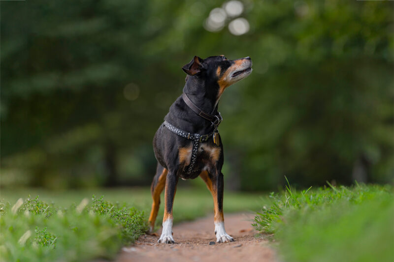 A full body shot of a miniature pinscher outside on a dirt path surrounded by grass with green trees blurred out in the background.