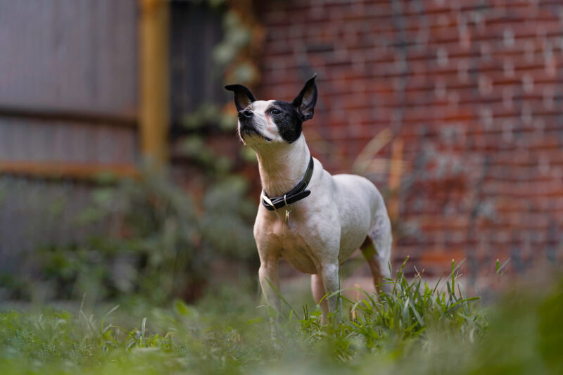 A full body shot of a white and black Rat Terrier dog in the grass with a brick building in the background and a wooden fence to the left