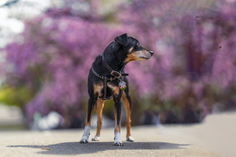 A full body shot of a miniature pinscher outside in spring with a freshly bloomed tree with purple flowers, but blurred out due to being shot with a large aperture.