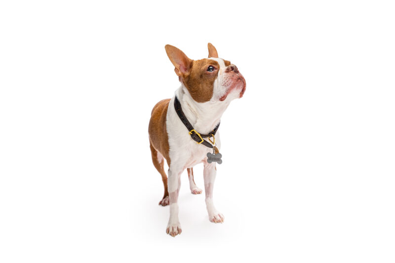 A red boston terrier standing with a white background looking to the right.