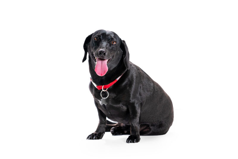 A small black dog with short legs sitting looking straight at the camera. Tongue out and a red collar.