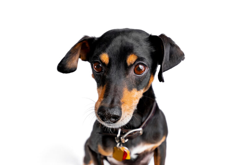 A crop shot of a miniature pinscher dog