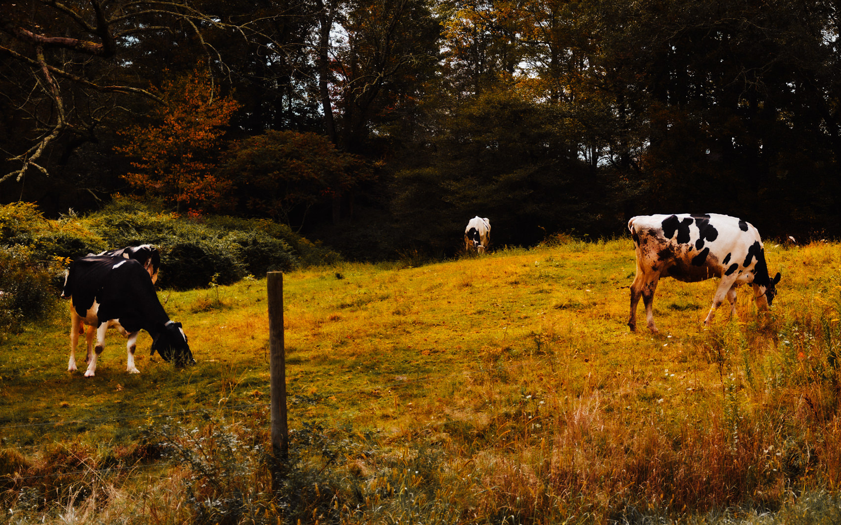 Holstein cows grazing in a sunlit pasture in Bethel, New York
